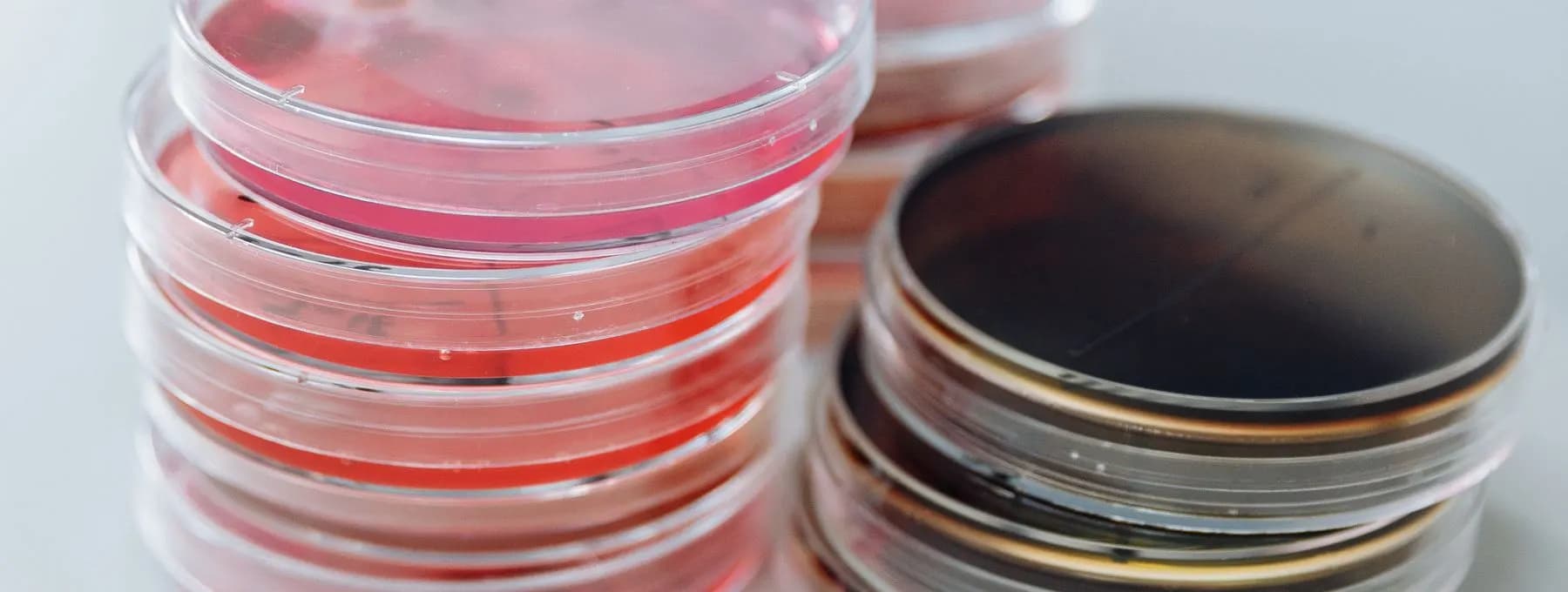 a stack of culture plates