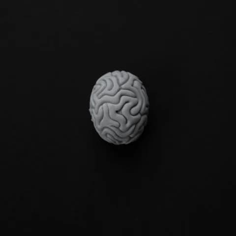 an anatomical model of a brain
