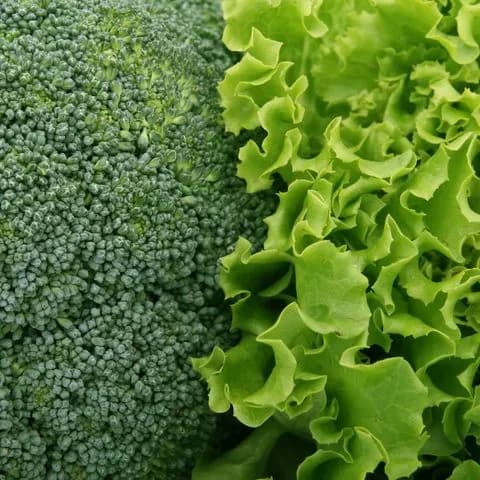 broccoli and lettuce leaves